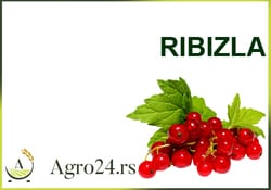Ribizla